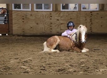 American Miniature Horse, Gelding, 7 years, Roan-Red