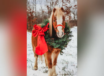 American Miniature Horse, Gelding, 7 years, Roan-Red