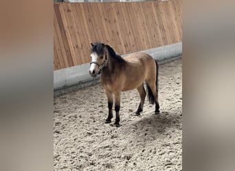 American Miniature Horse, Gelding, 8 years, 9,1 hh, Dun