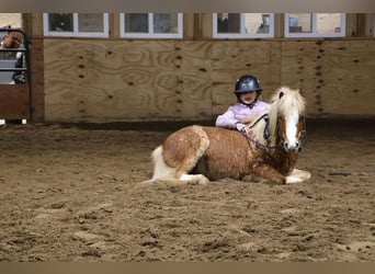 American Miniature Horse, Gelding, 8 years, Roan-Red