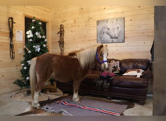 American Miniature Horse, Gelding, 8 years, Roan-Red