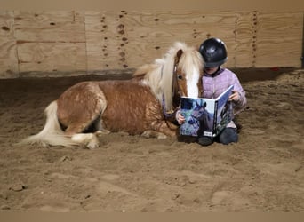 American Miniature Horse, Gelding, 8 years, Roan-Red