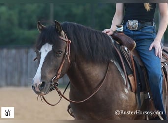 American Miniature Horse, Gelding, 9 years, 11.2 hh, Tobiano-all-colors