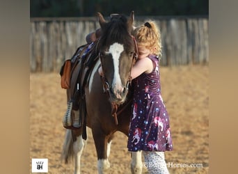 American Miniature Horse, Gelding, 9 years, 11.2 hh, Tobiano-all-colors