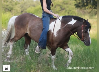 American Miniature Horse, Gelding, 9 years, 11.2 hh, Tobiano-all-colors