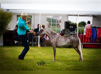 American Miniature Horse, Hengst, 10 Jahre, 95 cm