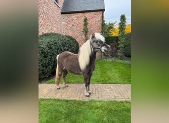 American Miniature Horse, Hengst, 10 Jahre, 95 cm