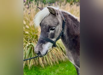 American Miniature Horse, Hengst, 10 Jahre, 95 cm