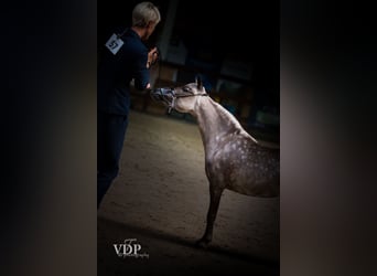 American Miniature Horse, Hengst, 10 Jahre, 95 cm