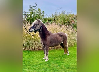 American Miniature Horse, Hengst, 10 Jahre, 95 cm