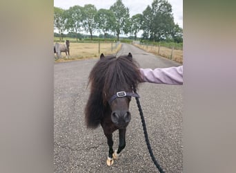 American Miniature Horse, Hengst, 11 Jahre, 80 cm, Rappe