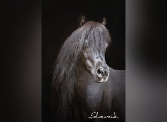 American Miniature Horse, Hengst, 15 Jahre, 82 cm, Rappe