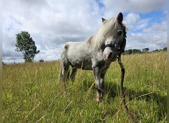 American Miniature Horse, Hengst, 16 Jahre, 95 cm, Tigerschecke