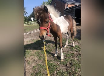 American Miniature Horse, Hengst, 1 Jahr, 60 cm, Schecke