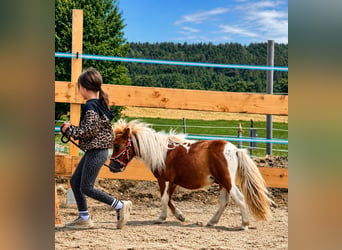 American Miniature Horse, Hengst, 1 Jahr, 65 cm, Schecke