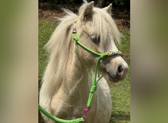 American Miniature Horse, Hengst, 1 Jahr, 70 cm, Tobiano-alle-Farben