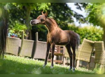 American Miniature Horse, Hengst, 1 Jahr, 79 cm, Rappe