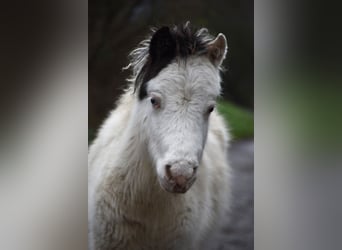 American Miniature Horse, Hengst, 1 Jahr, 80 cm, Overo-alle-Farben