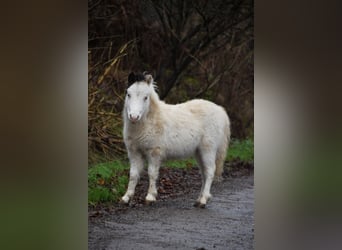 American Miniature Horse, Hengst, 1 Jahr, 80 cm, Overo-alle-Farben