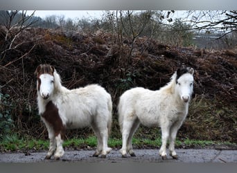 American Miniature Horse, Hengst, 1 Jahr, 80 cm, Overo-alle-Farben