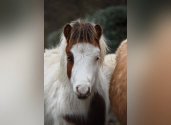 American Miniature Horse, Hengst, 1 Jahr, 80 cm, Overo-alle-Farben