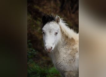 American Miniature Horse, Hengst, 1 Jahr, 80 cm, Overo-alle-Farben