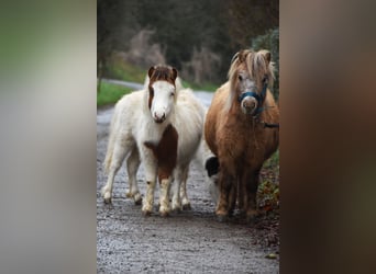 American Miniature Horse, Hengst, 1 Jahr, 80 cm, Overo-alle-Farben