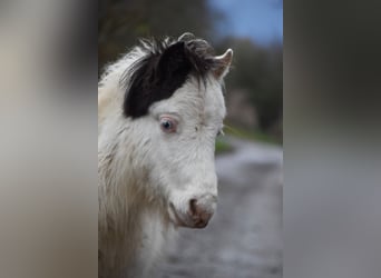 American Miniature Horse, Hengst, 1 Jahr, 80 cm, Overo-alle-Farben