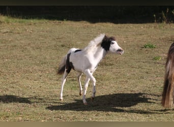 American Miniature Horse, Hengst, 1 Jahr, 80 cm, Overo-alle-Farben