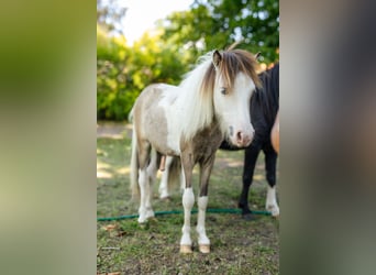American Miniature Horse, Hengst, 1 Jahr, 82 cm, Tovero-alle-Farben