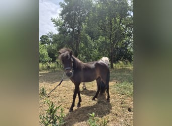 American Miniature Horse, Hengst, 1 Jahr, 83 cm, Brauner