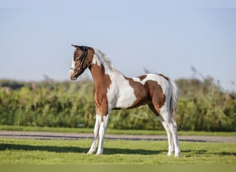 American Miniature Horse, Hengst, 1 Jahr, 83 cm, Schecke