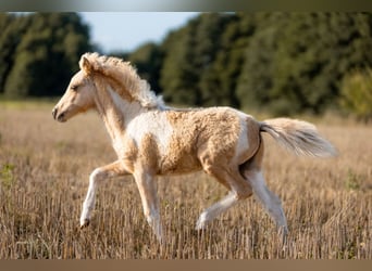 American Miniature Horse, Hengst, 1 Jahr, 85 cm