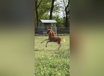American Miniature Horse, Hengst, 1 Jahr, 85 cm