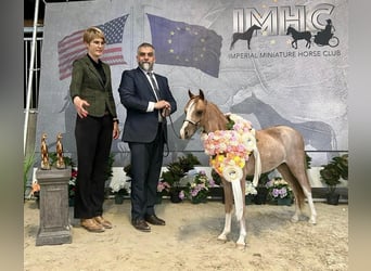 American Miniature Horse, Hengst, 1 Jahr, 85 cm, Sabino