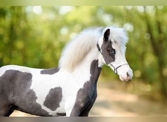 American Miniature Horse, Hengst, 1 Jahr, 86 cm, Overo-alle-Farben