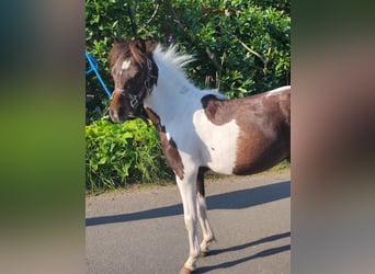 American Miniature Horse, Hengst, 1 Jahr, 87 cm, Schecke