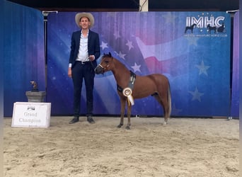 American Miniature Horse, Hengst, 1 Jahr, 90 cm, Brauner