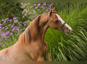 American Miniature Horse, Hengst, 1 Jahr, 90 cm, Sabino