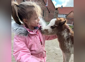 American Miniature Horse, Hengst, 1 Jahr, Overo-alle-Farben