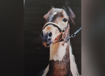 American Miniature Horse, Hengst, 1 Jahr, Schecke