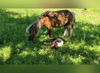 American Miniature Horse, Hengst, 1 Jahr