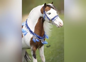 American Miniature Horse, Hengst, 20 Jahre, 85 cm, Schecke
