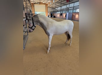 American Miniature Horse, Hengst, 2 Jahre, 81 cm
