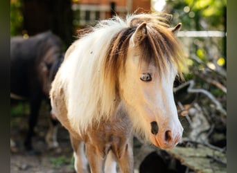 American Miniature Horse, Hengst, 2 Jahre, 82 cm, Tovero-alle-Farben
