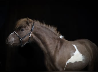American Miniature Horse, Hengst, 2 Jahre, 93 cm, Schecke