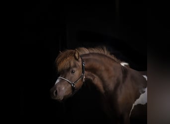 American Miniature Horse, Hengst, 2 Jahre, 93 cm, Schecke