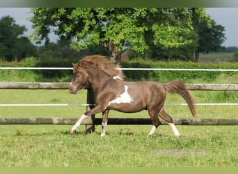 American Miniature Horse, Hengst, 2 Jahre, 93 cm, Schecke