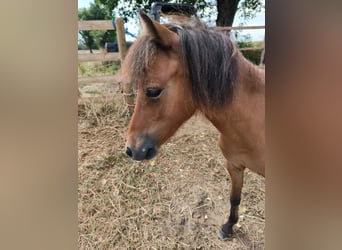 American Miniature Horse, Hengst, 2 Jahre, Brauner