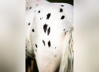 American Miniature Horse, Hengst, 2 Jahre, Tigerschecke